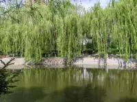 看到了一組垂柳，靜靜地來到在我的眼前，我被她們的美深深地吸引了，其實，冬天里我也經常遇見她們，卻好像沒有看見她們，更沒有被她們當時的外表吸引和打動。
為什么呢？一樣的她們，一樣的存在，一樣的地方，卻有不一樣的發現，不一樣的風景，不一樣的心境呢？
景色如此，人也依然，一樣是人，卻又是不一樣的人，千人千面千心千貌。
小心翼翼地問下，看到此，列位看官，有何感想？配圖