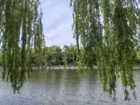 看到了一組垂柳，靜靜地來到在我的眼前，我被她們的美深深地吸引了，其實，冬天里我也經常遇見她們，卻好像沒有看見她們，更沒有被她們當時的外表吸引和打動。
為什么呢？一樣的她們，一樣的存在，一樣的地方，卻有不一樣的發現，不一樣的風景，不一樣的心境呢？
景色如此，人也依然，一樣是人，卻又是不一樣的人，千人千面千心千貌。
小心翼翼地問下，看到此，列位看官，有何感想？配圖