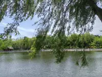 看到了一組垂柳，靜靜地來到在我的眼前，我被她們的美深深地吸引了，其實，冬天里我也經常遇見她們，卻好像沒有看見她們，更沒有被她們當時的外表吸引和打動。
為什么呢？一樣的她們，一樣的存在，一樣的地方，卻有不一樣的發現，不一樣的風景，不一樣的心境呢？
景色如此，人也依然，一樣是人，卻又是不一樣的人，千人千面千心千貌。
小心翼翼地問下，看到此，列位看官，有何感想？配圖
