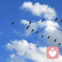 天高云淡，望斷南飛雁！配圖