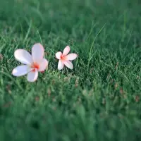 如果你能完全接納你自己，不管你現(xiàn)在是你認(rèn)為多么不好的你不想要的自己的樣子，那你就會(huì)安住在當(dāng)下！但問題是，生活中絕大部分人不能并完全接納自己，心里面充滿了各種欲望，想法，覺得賺錢應(yīng)該多一點(diǎn)，身材應(yīng)該更好一點(diǎn)，生意應(yīng)該做大一點(diǎn)，你愛的人應(yīng)該更愛你一點(diǎn)，孩子應(yīng)該更聽話一點(diǎn)，工作中應(yīng)該更做得好一點(diǎn)…太多的應(yīng)該，讓你越來越遠(yuǎn)離本來的你自己！所以現(xiàn)在不管心理學(xué)，心理咨詢，靈性成長的教義，都在說回歸本心，回歸本性，這顆本心這個(gè)本性，就是那樸素的存在，不需要什么來證明配圖