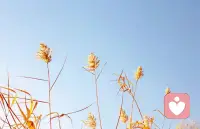 害怕麻煩別人，也許是害怕對(duì)別人產(chǎn)生依賴，也怕別人依賴自己。這種人活在人群中，卻又像獨(dú)立在人群外。他們認(rèn)為，不管被別人依賴還是依賴別人，都是一件挺麻煩的事，因?yàn)橹灰幸蕾嚲蜁?huì)有傷害。害怕麻煩別人，這意味著自己是脆弱的，無力的，而暴露自己的脆弱無力，他們會(huì)覺得很羞恥。這在一定程度上是一種回避型人格。其實(shí)，一個(gè)適當(dāng)麻煩別人的人，不是索取和貪婪，也不是脆弱，而是敢于示弱，示弱不代表無能，而是真誠勇敢的暴露自己，深入關(guān)系。配圖