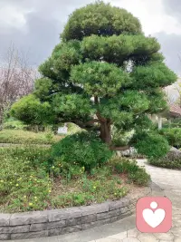 替代性创伤
个性敏感缺爱，安全感缺失的人，在面对别人的苦难或者灾难发生的时候，即便没有亲身经历，也有等同的痛苦，这是由于“替代性创伤”激活了我们内在的创伤体验！这个时候，要升起观察者角色，仿佛自己是一个旁观者，观察者，提醒自己停一停，减少灾难信息的摄入。然后像剥洋葱一样，反观自己，为什么这些事情不是发生在自己身上，却
为何产生这些痛苦感觉？这些信息激起了自己怎样的情绪反应?你由此联想到什么?通过不断的自我探索或向专业人士寻求帮助。只有当我们内在的伤痛被疗愈，才能真正认清自己，建立起内心秩序，建立完整自我，做到真的接纳自己，不再矛盾冲突，不再拧巴纠结！配图