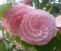 親密關系是一面鏡子，幫我們照見最真實的自己。我們內在缺失、壓抑的部分，其實也是我們最渴望、最需要的部分。比如，你選擇了一個柔軟的伴侶，是因為你的內在渴望活出這個部分。也許童年時，你被父母禁止表達情感、展露柔軟，而在伴侶身上，你找回了自己丟失的部分。?但是，另一方面，你的內心也在無意識排斥、壓抑這個部分，因為你已經內化了父母的評價，對自己的柔軟是有評判的。?你可能意識不到自己對自己的評判，你能夠感覺到的是，自己對伴侶這部分的排斥。?所以，透過親密關系這面鏡子，你可以深入覺察自己，理解自己，并找回自己丟失的部分，活出想要的樣子。
另一種情況是，你不喜歡自己身上的某些特點，也會投射到伴侶身上。比如你不喜歡伴侶在為人處事上的不自信，其實是因為你討厭自己身上在為人處事時所表現出來的不自信。這時候也要用伴侶這面鏡子，看看印照出的這部分是不是就是自己身上的？配圖