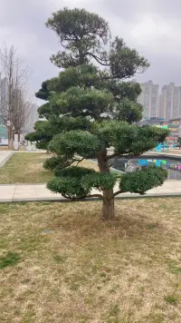 當你不斷的說“我為了家，為了孩子，為了父母”的時候，這種付出是帶著犧牲的心態，不是心甘情愿的主動愿意付出。這種抱怨的話多了，會把自己活成一個受害者，無形中也把相關的別人豎立成了一個施害者，在家庭中創造了對立；按照心理學上的行為矯正，以后當你想說“我為了…”的時候，或想抱怨的時候，有意識的改成“我選擇”。比如“我選擇的伴侶，我選擇生孩子，我選擇養孩子，”想想會怎樣呢？配圖