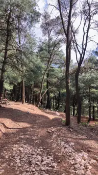 臣服是了解其然，所以知所以然，所有抗拒的其實都是缺失的，不抗拒，臣服，生命有它自己的節奏配圖
