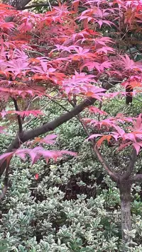 與其羨慕別人的生活，不如過好自己的日常配圖