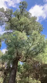 當對自我的認識還處于混沌的狀態(tài)，我們的行為就不免被別人的評價、外界的標準所裹挾、牽扯。如果一個人做什么都是從別人的感覺出發(fā)，那么他就會有一個假自我。而假自我，是一個人痛苦的重要原因。配圖