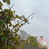 小花木棉