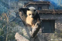 你沒有察覺到的事情，就會(huì)變成你的命運(yùn)。
                                           ——榮格配圖