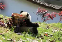 我所需要的是如此微乎其微，不過是希望他人應該對我友好，應該給我以善意的建議，應該同情和理解我這樣一個可憐的、無害的、孤寂的靈魂；我只是急切地希望給他人以快樂，并不急切地希望傷害任何人的感情。這就是一個人在其心中所想象所感覺的一切。      
                                                                              ——霍妮配圖