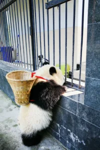 請(qǐng)帶著善意重復(fù)：歡迎懷抱期待和依戀，以便揪出刻在記憶中的神經(jīng)性錯(cuò)誤：如果我不被愛(ài)=我會(huì)死！
——《海龜先生的心理療愈》配圖