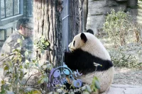 每個人自己都是一個海島。只有他首先樂意成為自己并得到容許成為他自己，他才能夠同其他的海島搭起橋梁。
——卡爾.羅杰斯配圖