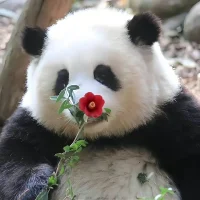 沉迷于理想自我的人，總是愛從自己的頭腦中創造出的一個理想世界。他會將自己視為一個擁有光榮工作的被所有人喜愛著的人，自認為只要討人喜歡就會什么都不缺，并總是告訴其他人他是多么重要和受歡迎。當這個假象或幻覺破滅，他就會無法接受，從而導致墮落與毀滅。——霍妮配圖