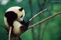 見路不走是讓你解放思想，不要怕跟別人不一樣，因為很多人一看到跟別人不一樣就覺得不正常了，心里不踏實。
也不要怕跟別人一樣，因為也有很多人是生怕跟別人一樣顯不出自己高了。                        
——《天幕紅塵》豆豆配圖