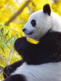 我會采更多的雛菊
          作者：納丁斯特爾

如果我能夠從頭活過
我會試著犯更多的錯
我會放松一點，我會靈活一點
我會比這一趟過得傻
很少有什么事情能讓我當真
我會瘋狂一些，我會少講點衛生
我會冒更多的險。我會更經常的旅行
我會爬更多的山，游更多的河，看更多的日落
我會多吃冰激凌，少吃豆子
我會惹更多的麻煩，可是不在想象中擔憂
你看，我小心翼翼地穩健地理智地活著
一個又一個小時，一天又一天
噢，我有過難忘的時刻
如果我能夠重來一次，我會要更多這樣的時刻
事實上，我不需要別的什么
僅僅是時刻，一個接著一個
而不是每天都操心著以后的漫長日子
我曾經不論到哪里都不忘記帶上
溫度計，熱水壺，雨衣和降落傘
如果我能夠重來一次
我會到處走走，什么都試試，并且輕裝上陣
如果我能夠重頭活過
我會延長打赤腳的時光
從盡早的春天到盡晚的秋天
我會更經常的逃學
我不會考那么高的分數，除非是一不小心
我會多騎些旋轉木馬
我會采更多的雛菊配圖