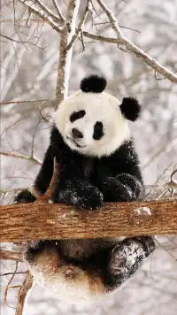 致那些被pua過的傷心人
                  
如果，你被指責(zé)，
請(qǐng)你，接受自己的不完美，改正，而不是全盤否定自我；
如果，你被否定，
請(qǐng)你，用冷靜的神思分析，再?zèng)Q定是否接納，而不是萬念俱灰，讓自己的自信損之又損，認(rèn)為都是你的錯(cuò)；
你曾被精神控制,
但一定不要再次放棄掌舵；
你曾被掏空愛的能力，
也一定要再次生出愛的能量，擁抱自新生的自己，再次告訴你，你值得；
這樣你就會(huì)重新抓住你的方向盤，再次遵從內(nèi)心去啟航了，親愛的自己！

      ——   采姐仿吉卜林體，獻(xiàn)給那些被套牢方向感的人們配圖