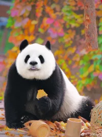 謝謝您來渡我！我想，我也要再次啟航了。配圖