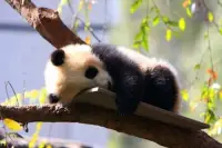 《你的孩子其實不是你的孩子》

——紀伯倫

你的孩子，其實不是你的孩子，

他們是生命對于自身渴望而誕生的孩子。

他們通過你來到這世界，

?
卻非因你而來，

他們在你身邊，卻并不屬于你。

你可以給予他們的是你的愛，

卻不是你的想法，

因為他們自己有自己的思想。

你可以庇護的是他們的身體，

卻不是他們的靈魂，

因為他們的靈魂屬于明天，

屬于你做夢也無法達到的明天。

你可以拼盡全力，變得象他們一樣，

卻不要讓他們變得和你一樣，

因為生命不會后退，也不在過去停留。

你是弓，兒女是從你那里射出的箭。

弓箭手望著未來之路上的箭靶，

他用盡力氣將你拉開，

使他的箭射得又快又遠。

懷著快樂的心情，

在弓箭手的手里彎曲吧，

因為他愛一路飛翔的箭，

也愛無比穩定的弓配圖