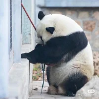 自卑情結是指把自己的自卑感當作某種借口使用的狀態。
        具體就像“我因為學歷低所以無法成功”或者“我因為長得不漂亮所以結不了婚”之類的想法。像這樣在日常生活中大肆宣揚“因為有A所以才做不到B”這樣的理論，這已經超出了自卑感的范疇，它是一種自卑情結。
           ——《被討厭的勇氣》配圖