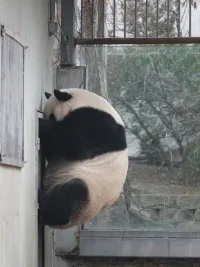 不要過度內歸因，進而讓自己陷入過度自證的黑暗漩渦。
        每一個給自己貼上的負面標簽，或許可以成為恥辱柱，讓人知恥而后勇，但更多情況下，負面標簽如沼澤，一旦涉足，泥足深陷，再次擺就需要做大量的努力。而我們，本可以正視腳上那塊初涉沼澤時的泥點子，收回腳，慢慢擦拭去就好。
        就算暫時擦拭不掉那塊泥點子，也要用平和的心態正視它，而不是急著去為它判刑，草率將它關入牢籠，困獸，從來猶斗。配圖