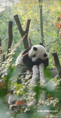為什么我們不愿承認脫離常規之后的粗魯和不耐煩呢？那是因為把自己的缺點和不足投射到其他人身上會讓自我感覺更好。
這是你的錯，不是我的錯。設想一下此情此景中的所有辯解和搶白。每個人都會因說錯話或做錯事而責怪他人，以此來證明自己做法的合理性，似乎我們的生活就系于此……
認為自己的問題和困難都是他人的責任，可以暫時讓我們感覺良好；但是長此以往卻對我們有百害而無一利，讓我們陷入停滯不前和沖突的惡性循環之中。
——《當下的力量》配圖