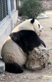 它叫萌蘭，是一只熊格非常健全的大熊貓。
它活潑，好動(dòng)，熱愛生活，愛身邊的每一個(gè)人、每一頭熊。
它愛別人，別熊，會(huì)把它認(rèn)為最好吃的竹子分享給飼養(yǎng)員和妹妹熊，還有表弟熊，讓它的熊格魅力都發(fā)著光；
它愛自己，每天開開心心，非常會(huì)自娛自樂，雖然有點(diǎn)表演型熊格，但它能從表演中獲取贊美和自信，從而讓自己的熊生有滋有味；
它不卑不亢，飼養(yǎng)員給它取各種它不喜歡的外號時(shí)，它低頭吃自己的食物，理都不理；一點(diǎn)都不討好型熊格；
它自信，并沒有因?yàn)樽约翰皇亲钇恋男⌒?，而給自己來個(gè)優(yōu)勢打折，或者心理過濾，認(rèn)為自己不夠好，它敢于秀出自己矯健的各種姿勢；
它樂觀會(huì)開玩笑, 會(huì)和人類和其他熊貓開玩笑，拔河時(shí)候給人類放水，和哥哥熊拔河時(shí)候卻知道把繩子綁在大石頭上，還會(huì)開玩笑搶走妹妹熊的竹子來引起妹妹熊的注意；
它信任他人和他熊，敢于付出愛和友情；并沒有因?yàn)槿祟惖⒄`它的牙齒治療而從此以偏概全，討厭所有人類，也沒有糟糕至極，認(rèn)為人類都想讓它完蛋;
它在狹小的空間里樂呵忙碌著一天又一天，快樂一天又一天，而它，只是西直門外的一頭小熊。配圖
