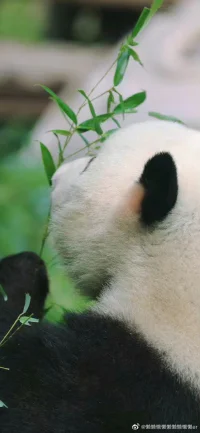 悟空已被壓在五指山下五百年，不要試圖用一個可口的果子，或是一餐美味的栗子解決他的輾轉掙扎與辛苦，試著去摘掉山巔的符咒，才能讓他擺脫沉重的束縛。配圖