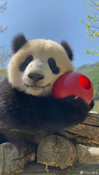幽默的本質是通情達理；是對一切存在事物熱忱而溫存的同情；它的本質是愛，而不是蔑視。
——斯蒂芬·李科克配圖
