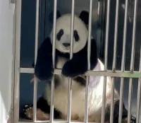 為了不被任何人厭惡需要怎么做呢？
答案只有一個，就是時常看著別人的臉色并發(fā)誓忠誠于任何人。
如果周圍有10個人，那就發(fā)誓忠誠于10個人。如果這樣的話，暫時就可以不招任何人討厭了。 但是，此時有一個大矛盾在等著你。因為一心不想招人討厭，所以就發(fā)誓忠誠于全部10個人，這就像陷入民粹主義的政治家一樣，做不到的事情也承諾“能做到”，負不起的責任也一起包攬。當然，這種謊言不久后就會被拆穿，然后就會失去信用使自己的人生更加痛苦。自然，壓力也超出想象。
——《被討厭的勇氣》配圖