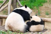 許多中老年人的暴力式撒嬌讓兒女苦不堪言：
他們看上去專制，強(qiáng)霸權(quán)，背后可能卻只是想暗示我是家里的主心骨，你不能遺棄我;
他們對(duì)一些生活上的小事指指點(diǎn)點(diǎn)，背后可能卻只是在居高臨下的討好，卻放不下顏面;
他們強(qiáng)烈想加入兒女和第三代的游戲,嘴上說(shuō)出來(lái)的卻是你們?cè)谧鍪裁囱剑瑹o(wú)聊透了！他們?cè)诘戎覀冋f(shuō)：媽，一點(diǎn)都不無(wú)聊，你也一起加入試試看！
中老年人有時(shí)候像小孩，冷酷無(wú)情無(wú)理取鬧，背后卻是他們放不下面子，說(shuō)不出的需求，需要好好解讀才是。配圖
