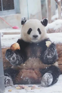 我已經疲倦了，但我總還要有勇氣，在狗一樣的生活上做出神仙一樣的事。
——汪曾祺寫給沈從文書信配圖