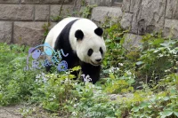 因?yàn)槟阋鲆欢浠ǎ艜X得春天要離開你;
如果你是春天，就沒有離開，就永遠(yuǎn)有花。
——顧城配圖