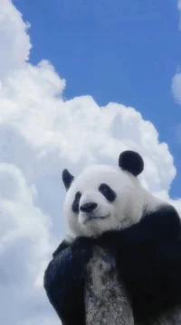 愿你的未來純凈明朗，像你此刻的可愛目光，在世間美好的命運中，愿你的命運美好歡暢。
—— 普希金配圖
