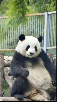 愿中國青年都擺脫冷氣，只是向上走。不要聽自暴自棄者的話。能做事的做事，能發聲的發聲。有一份光，發一份熱。就令螢火一般，也可以在黑暗里發一點光。不必等候炬火。
——魯迅《熱風.隨感錄四十一》配圖