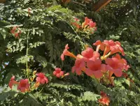 夏日，凌霄花盛开
一早上预约好的来访者咨询一半，说老师我感觉好多了，现在我先去行动，回头聊可以吗，我说sure