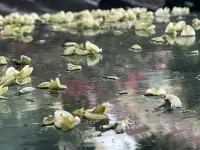 京城下雨了，槐树花散了一地..曾经的美好，失去了，才倍感珍贵。
人生无法测知，不确定性决定了个体只能孤独地选择和决断，这难免会使人感到恐惧、忧郁、绝望，然而正是在这种恐惧、忧郁、绝望的精神体验中，人才能真正地意识到自身的孤独存在，从而完成自我觉醒。