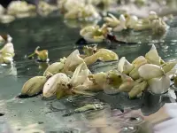 京城下雨了，槐树花散了一地..曾经的美好，失去了，才倍感珍贵。
人生无法测知，不确定性决定了个体只能孤独地选择和决断，这难免会使人感到恐惧、忧郁、绝望，然而正是在这种恐惧、忧郁、绝望的精神体验中，人才能真正地意识到自身的孤独存在，从而完成自我觉醒。