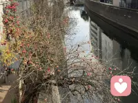 冬日看到秋天的果实，来访者朗诵的《假如生活欺骗了你》，听到了内心的声音…

假如生活欺骗了你，

不要悲伤，不要心急！

忧郁的日子里须要镇静：

相信吧，快乐的日子将会来临！

心儿永远向往着未来；

现在却常是忧郁：

一切都是瞬息，一切都将会过去；

而那过去了的，就会成为亲切的怀恋。