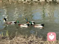 无聊不是能力的缺失，而是灵魂的留白——允许它，就像允许春天有雨天。
午后的阳光正是发呆的时刻，潜意识正悄悄整理情绪碎片。那些被忙碌掩盖的失落、期待或未解的结，此刻浮出水面。允许无聊，其实是邀请自己与内心对话。配图