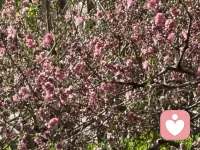 窗外满树繁花映入眼帘，那一刻的盛放并非只是花的姿态——心理学中的“投射”告诉我们：你看见的春天，其实是内心正在生长的情绪与希望。当心相澄明，万物皆可成为你内在世界的倒影与回响。配图