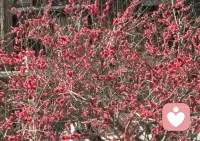 窗外满树繁花映入眼帘，那一刻的盛放并非只是花的姿态——心理学中的“投射”告诉我们：你看见的春天，其实是内心正在生长的情绪与希望。当心相澄明，万物皆可成为你内在世界的倒影与回响。配图