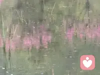 京城，雨一直下..

话落进雨里，痛化在静中。听着听着，就有了光。配图