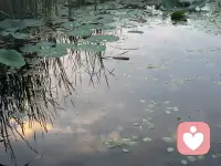 京城傍晚：抓拍一只小鸭子冒出水面

它拨开秋水，

只管游在光里，

涟漪终会散。

有时你我心里那点起伏，

也会..