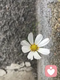 乾稱父，坤稱母；予茲藐焉，乃渾然中處。故天地之塞，吾其體；天地之帥，吾其性。民，吾同胞；物，吾與也。
天為父，地為母，我雖渺小，也能在其中安得其所。宇宙元氣賦予我身體，天地間的規律是我的天性。所有人是我的兄弟姐妹，萬物是我的同伴。配圖