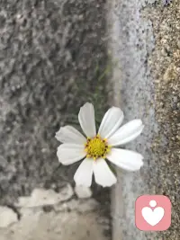 乾稱父，坤稱母；予茲藐焉，乃渾然中處。故天地之塞，吾其體；天地之帥，吾其性。民，吾同胞；物，吾與也。
天為父，地為母，我雖渺小，也能在其中安得其所。宇宙元氣賦予我身體，天地間的規律是我的天性。所有人是我的兄弟姐妹，萬物是我的同伴。配圖
