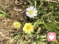 傾聽(tīng)意味著減少投射的答案。可以通過(guò)提出問(wèn)題或者玩笑的方式來(lái)質(zhì)疑（通過(guò)這種方式來(lái)投射觀點(diǎn)引發(fā)反思）。嘗試在積極共情和理性批判之間尋找一個(gè)平衡點(diǎn)。世界是灰色的，識(shí)別不同的灰度，然后嘗試涵容引導(dǎo)。原則：調(diào)和矛盾而非激化矛盾。配圖