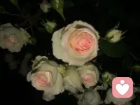 人的無意識的沖動是一種習慣或者習氣，佛教把它稱為無名或者業力。習慣的力量非常強大，它一旦形成就不需要你的幫助能夠自己運作。通常我們只是它的奴隸，那就是為什么我們總犯同樣的錯誤而不能自拔。配圖
