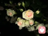 人的無意識的沖動是一種習慣或者習氣，佛教把它稱為無名或者業力。習慣的力量非常強大，它一旦形成就不需要你的幫助能夠自己運作。通常我們只是它的奴隸，那就是為什么我們總犯同樣的錯誤而不能自拔。配圖