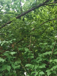 但我們還是孩子時，面對情緒不能接納的時候，我們會大哭大叫、甚至滿地打滾，這時我們需要一個容器（父母），把不能接受的轉(zhuǎn)換成可以接納的情緒，當(dāng)我們長大后，我們需要變成自己的容器！配圖